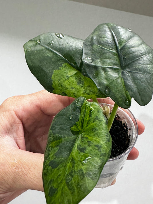 Alocasia Reginea Aurea