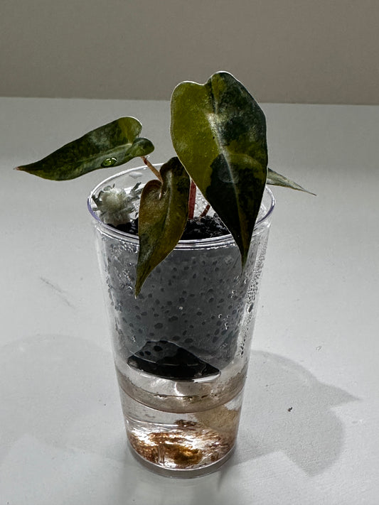 Alocasia Bambino Aurea