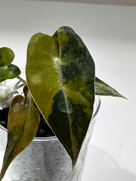 Alocasia Bambino Aurea