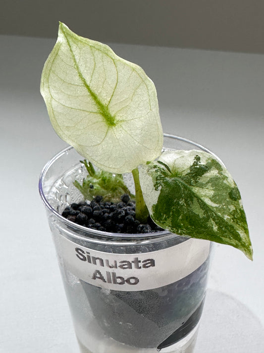 Alocasia Sinuata Albo Variegated