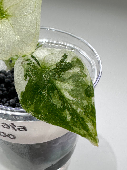 Alocasia Sinuata Albo Variegated