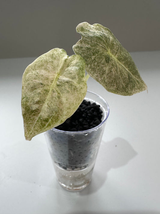 Alocasia Golden Bone Variegated