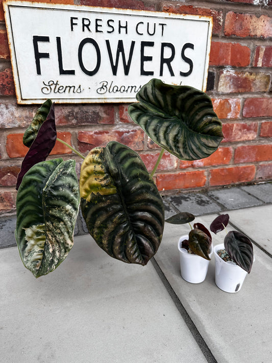 Alocasia Cuprea Latte Variegated