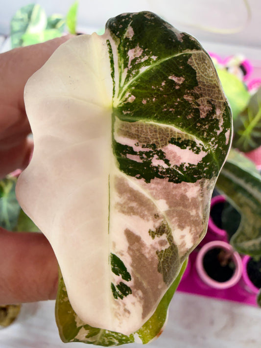 Alocasia reginula 'Black Velvet' Pink Albo, soft pink and white variegation on matte velvet leaves