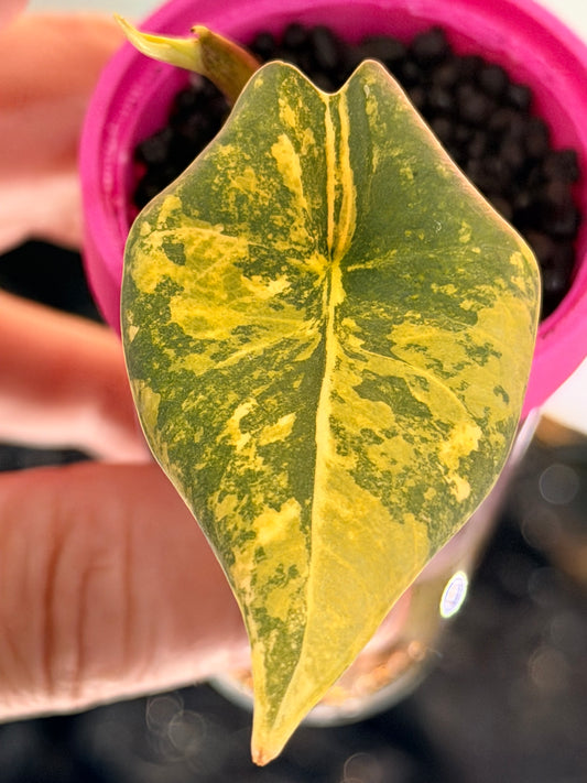 ALOCASIA REGINAE SILVER AUREA VARIEGATED