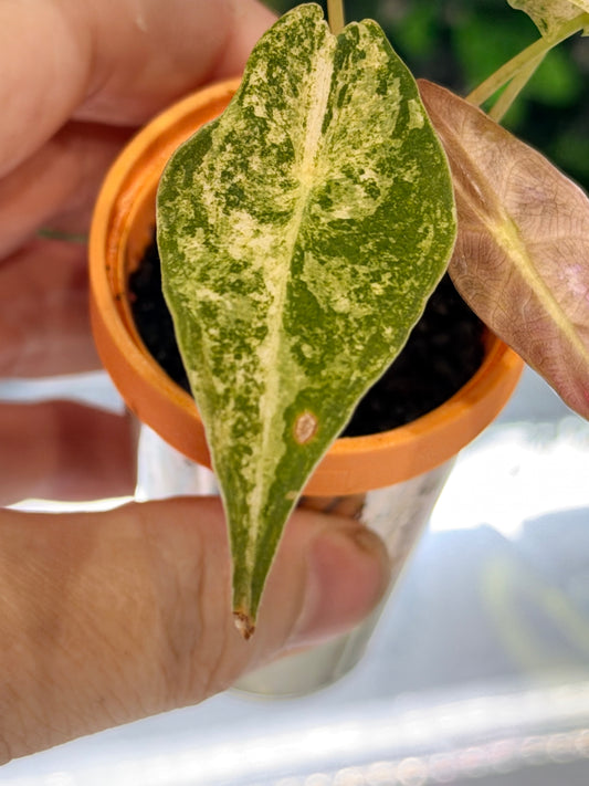 ALOCASIA LONGILOBA BLACK SATUN STARDUST
