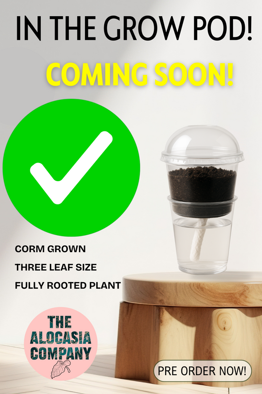 Alocasia Regal Shield Aurea