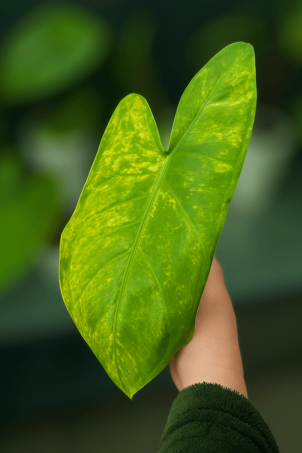 Pink Dragon Lime Aurea - The Alocasia Company