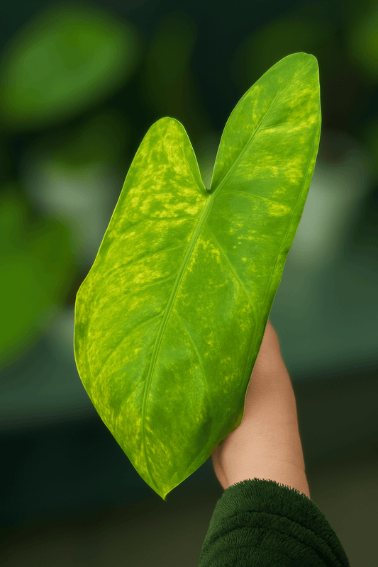 Pink Dragon Lime Aurea - The Alocasia Company