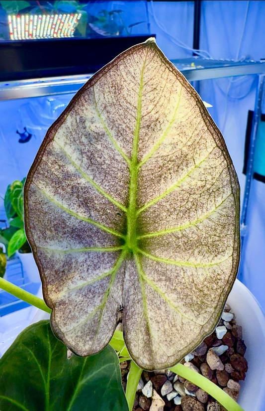 Regal Shield Mint Pink Mature