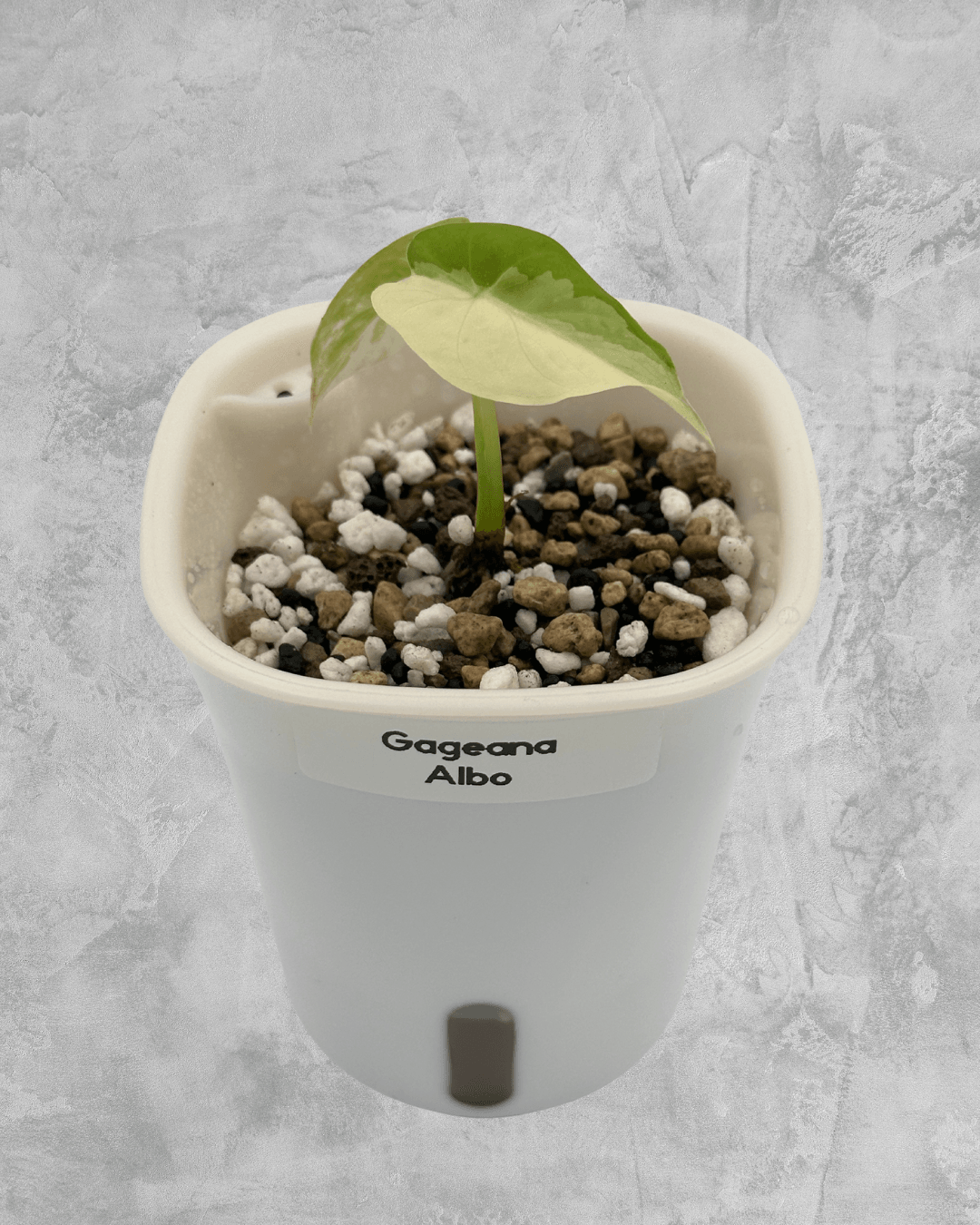 Gageana Albo - The Alocasia Company