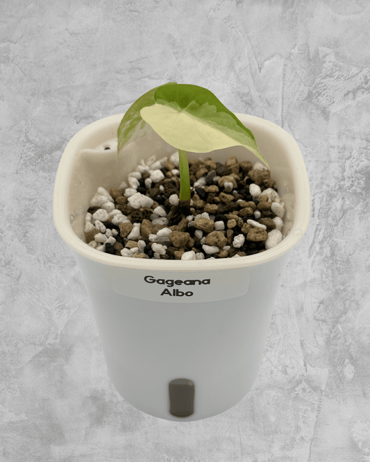 Gageana Albo - The Alocasia Company