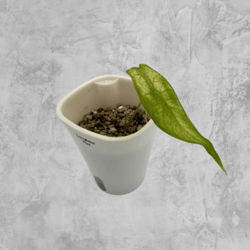 Longiloba Mint - The Alocasia Company