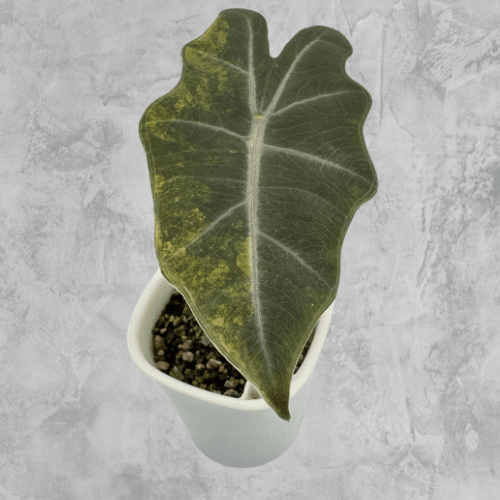 Pseudosanderiana Aurea - The Alocasia Company