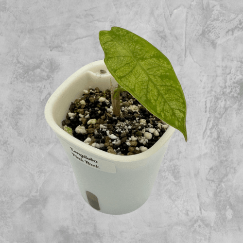 Longiloba Pink Back - The Alocasia Company