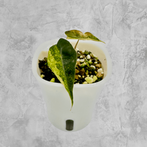 Longiloba Tri Colour Variegated - The Alocasia Company