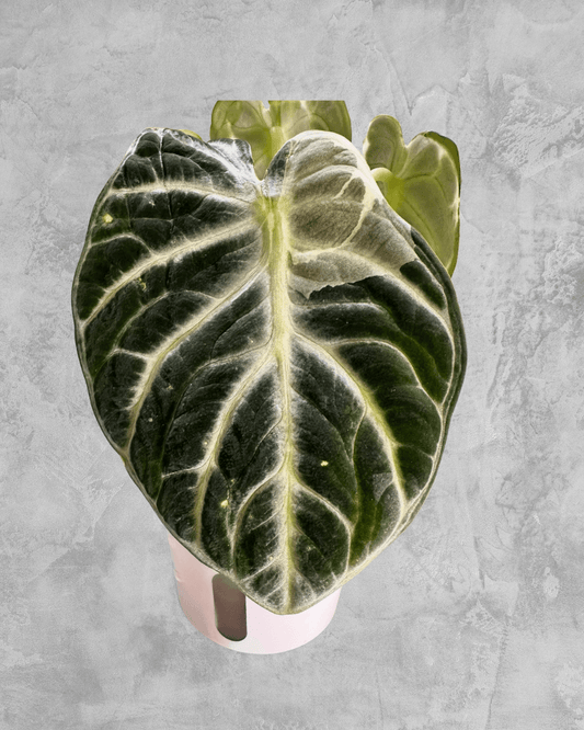 Ninja Albo - The Alocasia Company