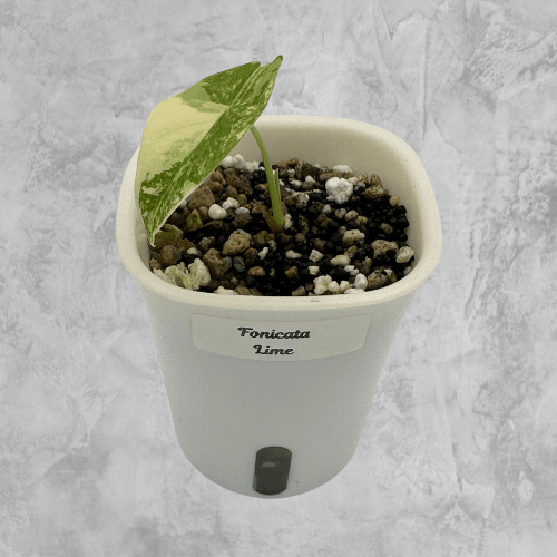 Fornicata Lime Aurea - The Alocasia Company