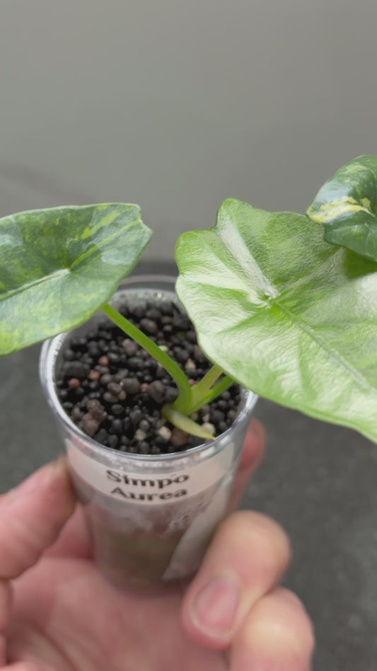 Alocasia Simpo Aurea