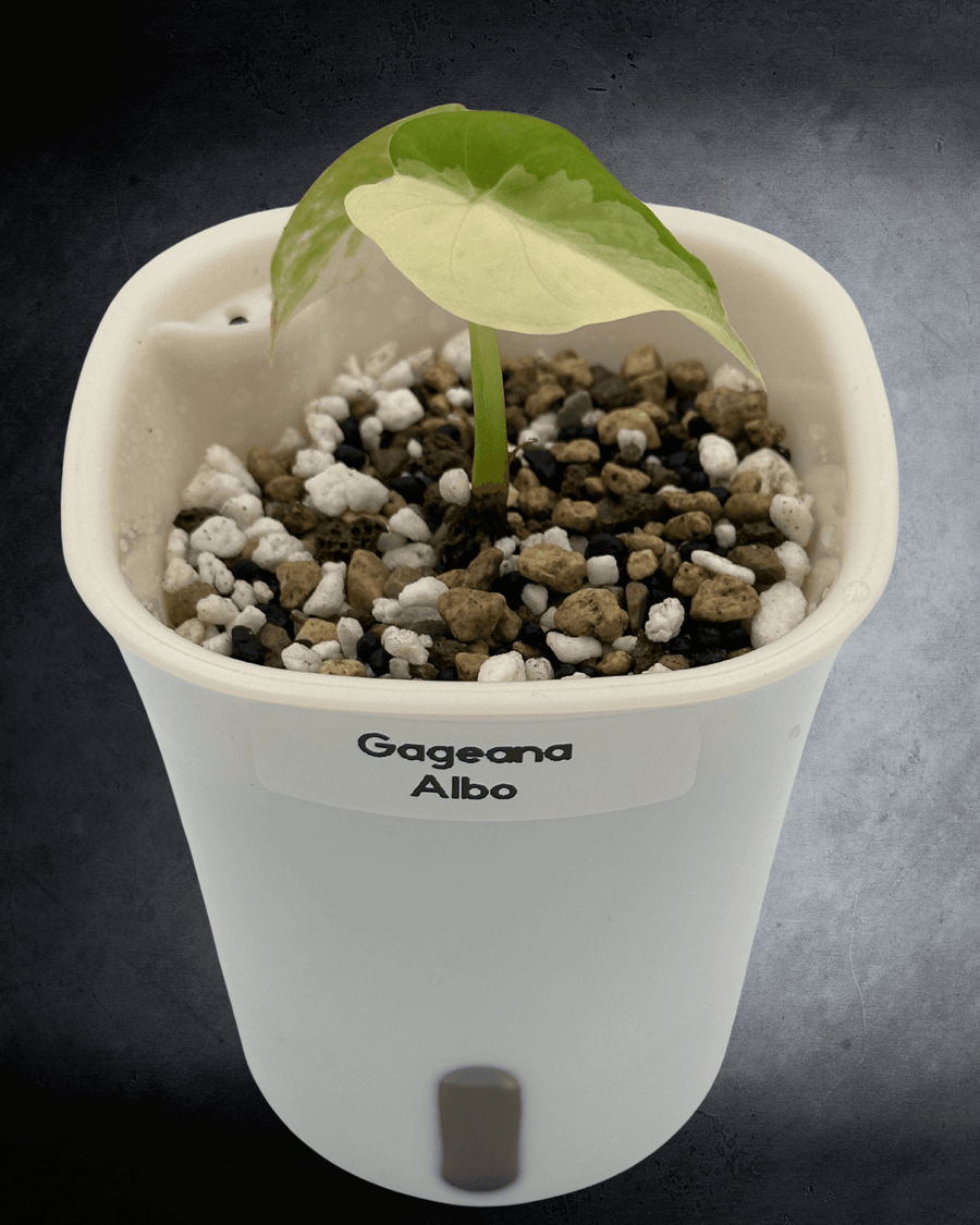 Alocasia gageana Albo, white albo sectors across broad green leaves