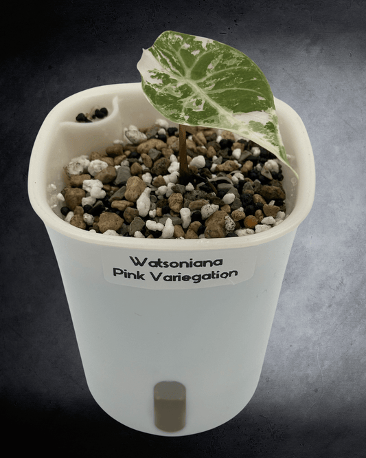 The Alluring Alocasia Watsoniana Pink - The Alocasia Company