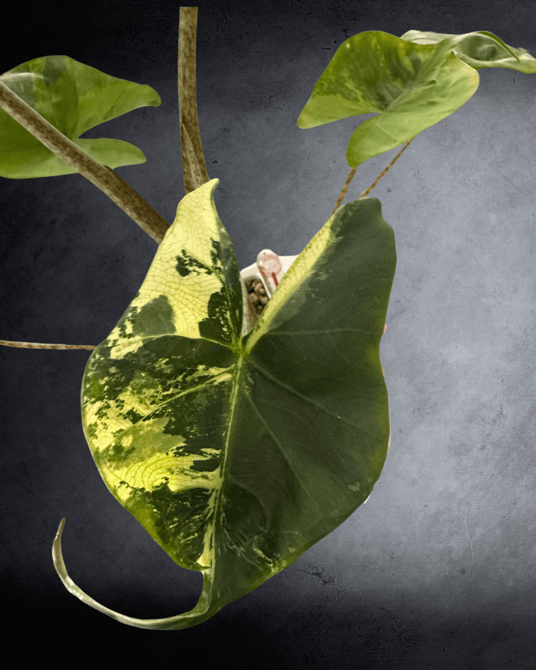 Distinctively Unique Charm of Alocasia Stingray Aurea - The Alocasia Company