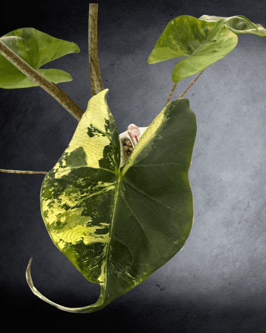 Distinctively Unique Charm of Alocasia Stingray Aurea - The Alocasia Company