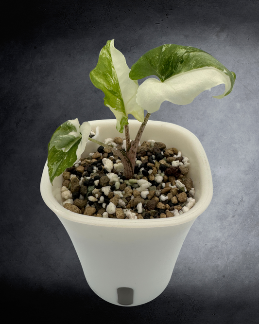 Alocasia Brancifolia Aurea