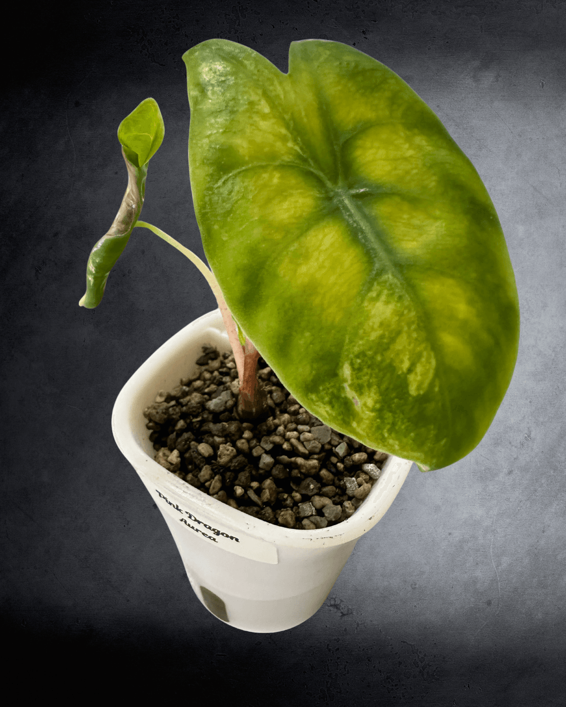 A Guide to Alocasia Pink Dragon Lime Aurea - The Alocasia Company