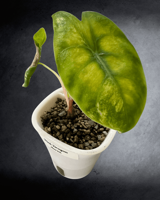 A Guide to Alocasia Pink Dragon Lime Aurea - The Alocasia Company