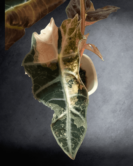 Alocasia Amazonica Pink Variegated Guide - The Alocasia Company