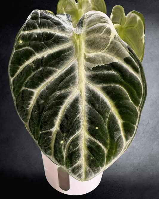 The Beautiful Alocasia Ninja Albo Variant - The Alocasia Company