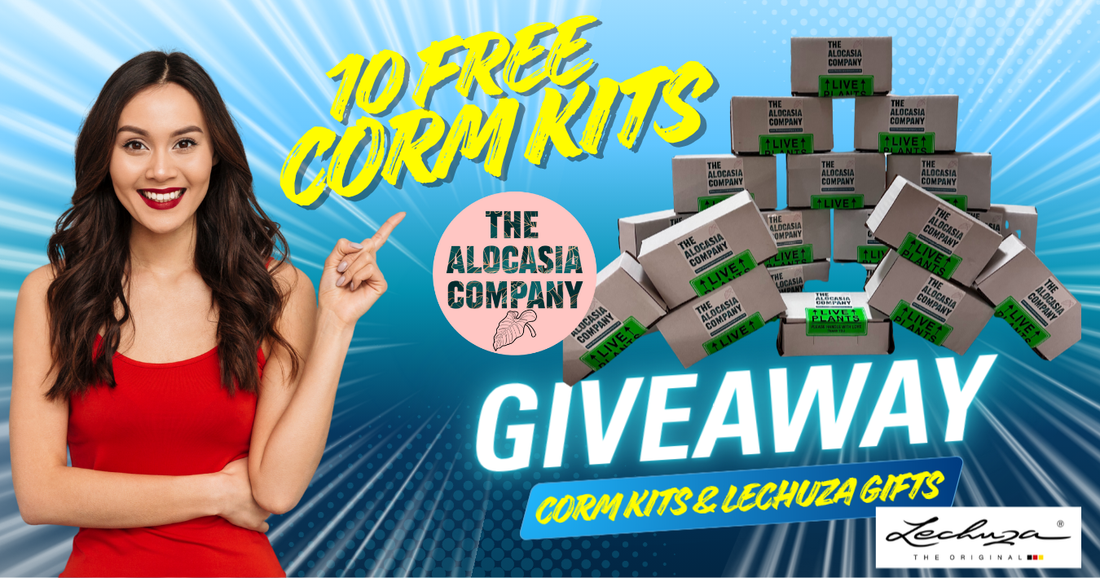 10 Free Corm Kits & More THE BIG GIVEAWAY!!