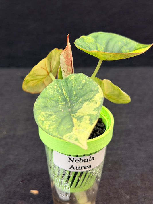 Alocasia Nebula Aurea