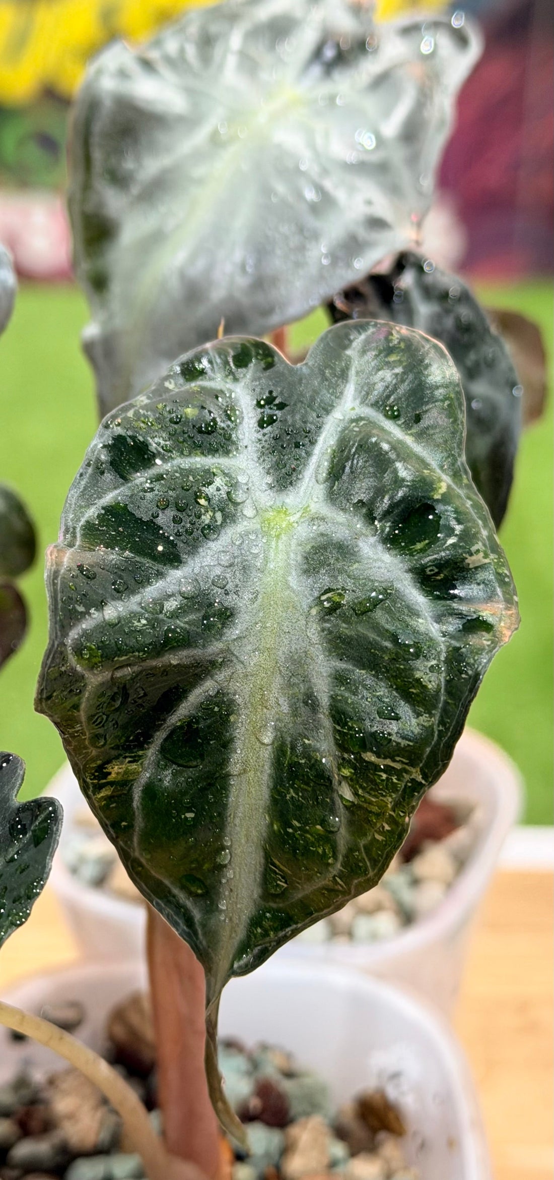 Alocasia Venom
