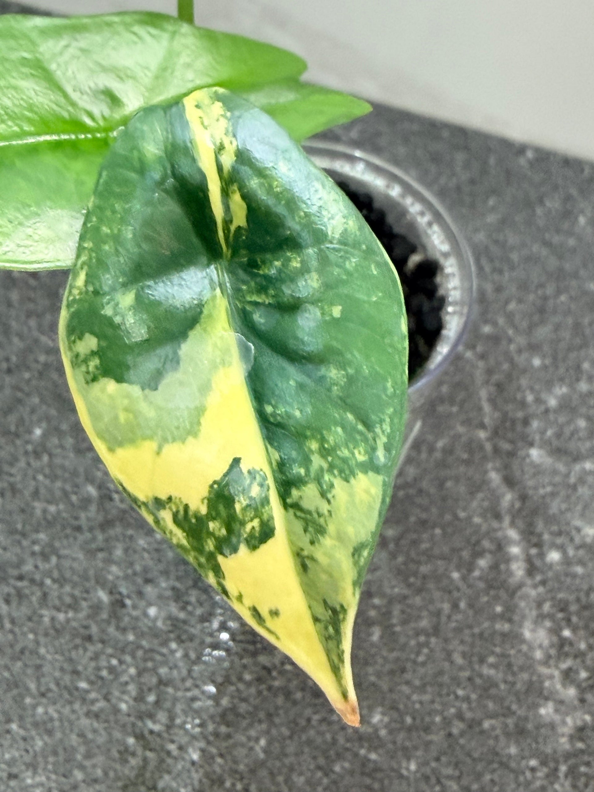 Aurea Variegation in Alocasia | Science & Collector Guide UK  The Alocasia  Company