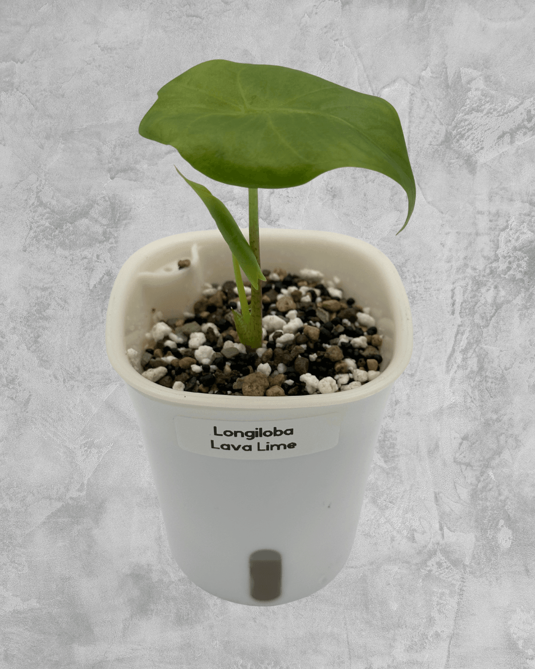 Alocasia Longiloba Lime Lava
