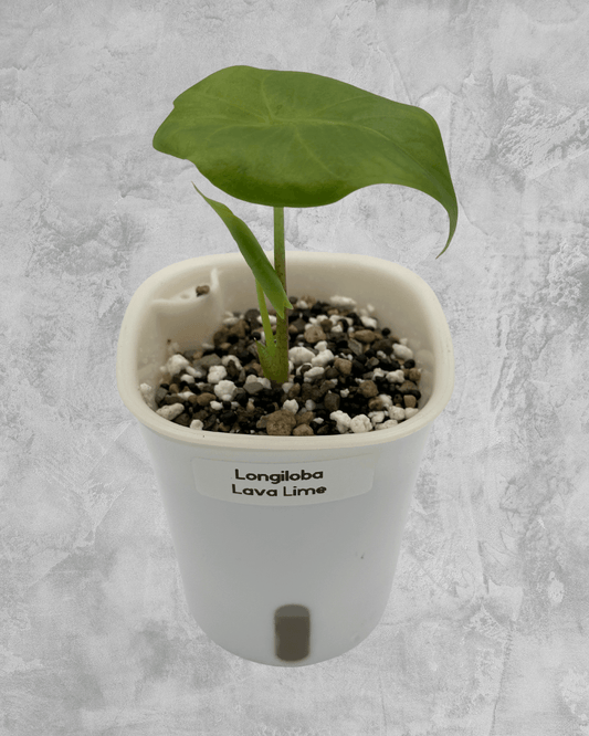 Alocasia Longiloba Lime Lava