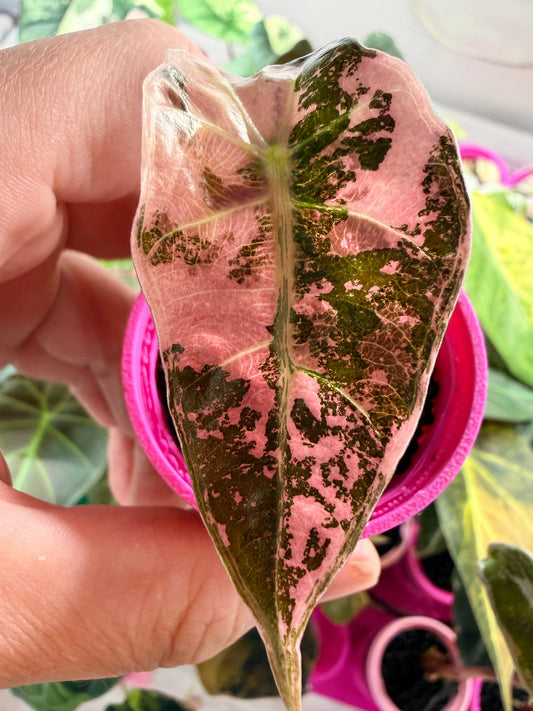Alocasia Amazonica Pink Variegated Thai Version