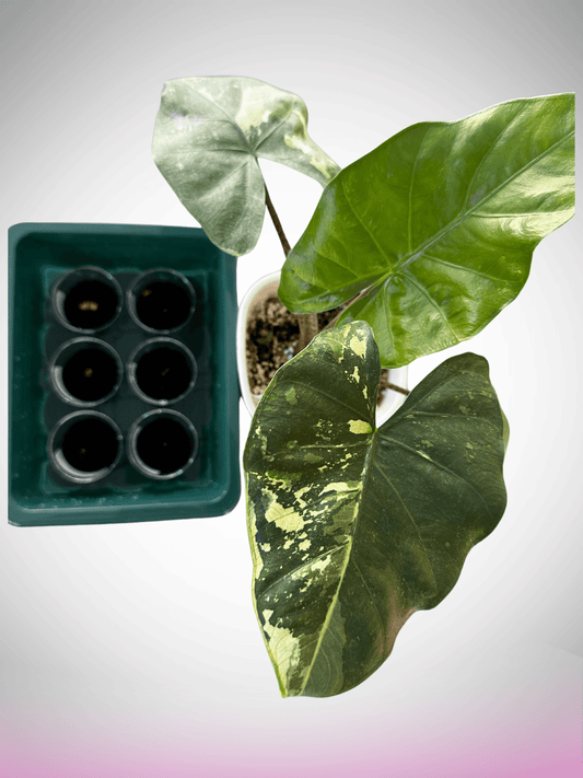 Alocasia Flemingiana Albo