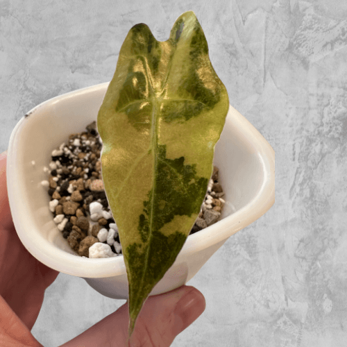 Alocasia Pseudosanderiana Bully Aurea