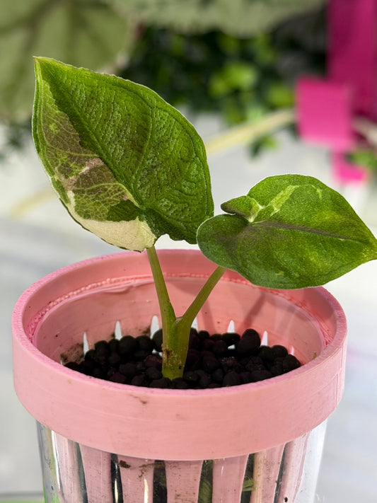 Alocasia Antoro Velvet Tri Colour Variegated