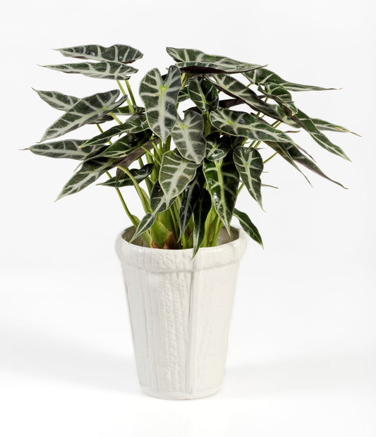 Alocasia Bambino