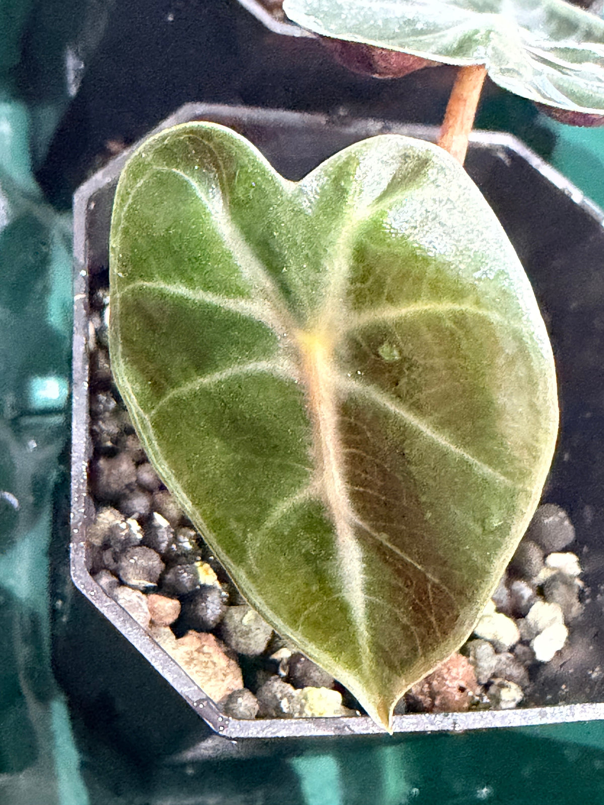 Alocasia 'Balloon Heart', rounded heart-shaped leaves with bold white veining