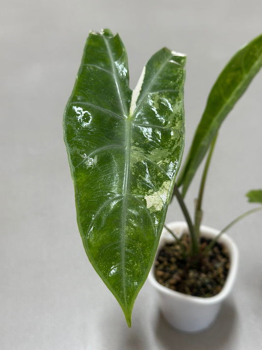 Alocasia Longiloba Mint Variegated