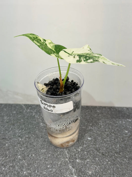 Alocasia Simpo Albo