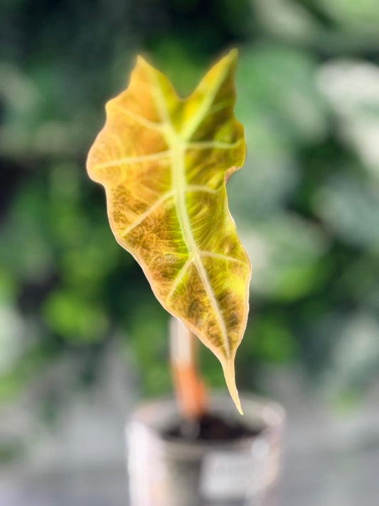 Alocasia Amazonica Aurea