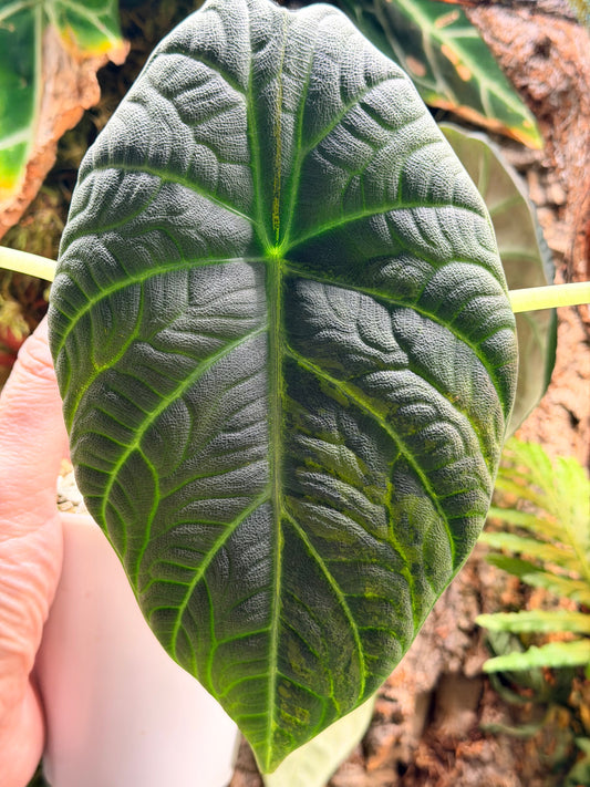 Alocasia 'Maharani' Aurea, golden variegation over textured silvery-green leaves