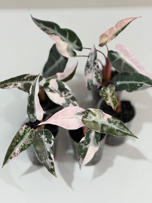 Alocasia 'Bambino' Pink Variegated, pink splashes on elongated arrowhead leaves
