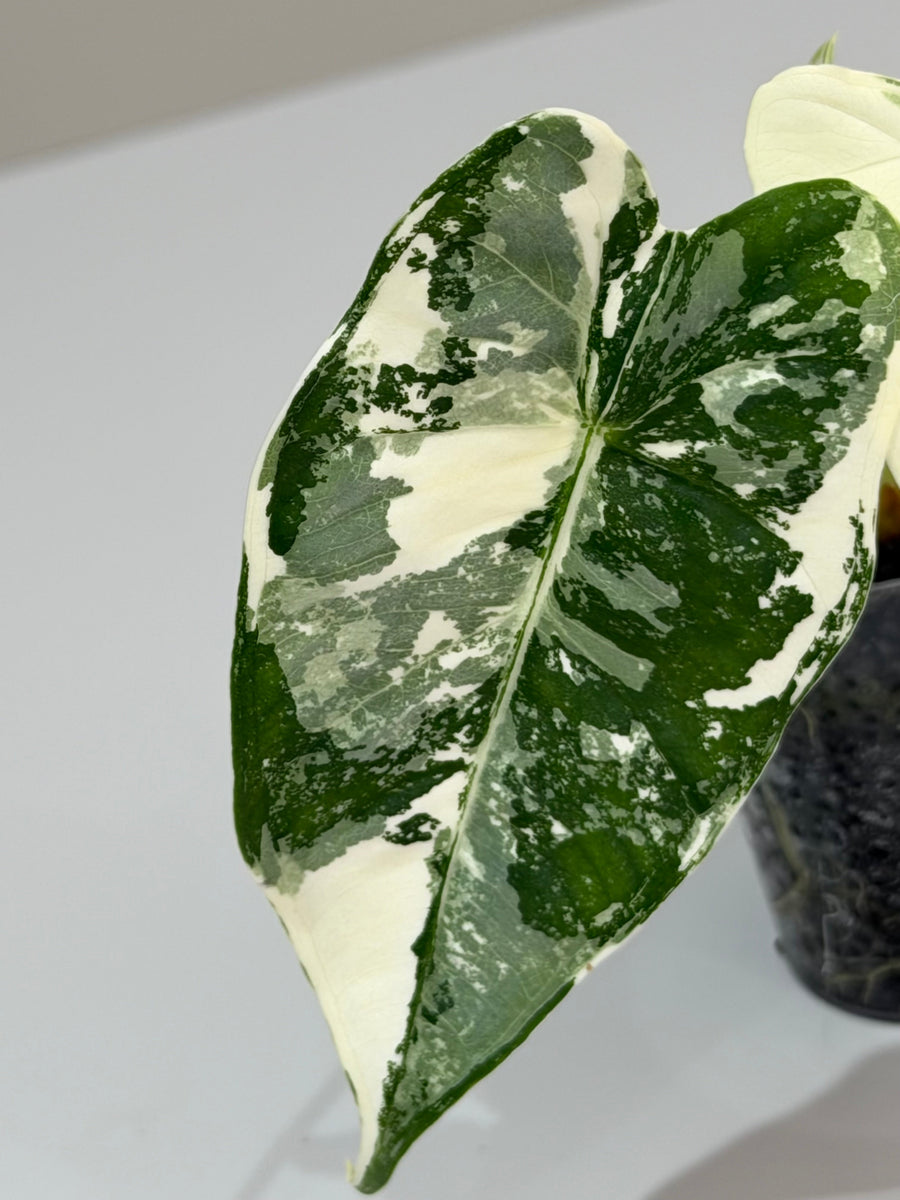 Alocasia micholitziana 'Frydek', velvety deep green leaves with crisp white veins